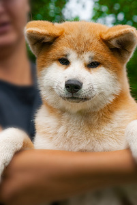 Akita Inu kutsikad (5 foto / 10)