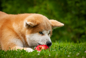 Akita Inu kutsikad (3 foto / 10)