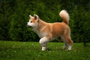 Akita inu kutsikad (4 foto / 7)
