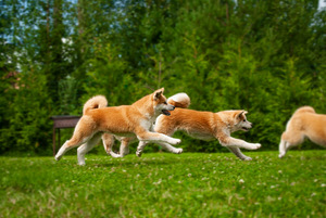 Akita inu kutsikad (5 foto / 7)