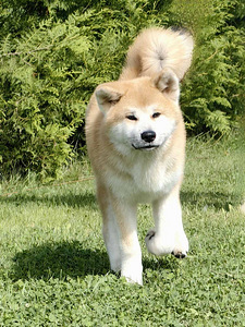 Akita inu kutsikad (7 foto / 7)