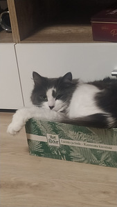 2-летняя кошка (3 фото из 4)