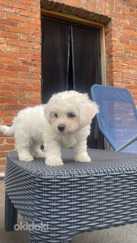 Pedāvā Bišon frisē kucēnys