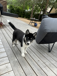 MÜÜA aktiivne, armas kutsikas. Ema Husky. Hoolivasse peresse (2 foto / 4)