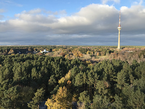 Puu eemaldamine ja pügamine (3 foto / 5)