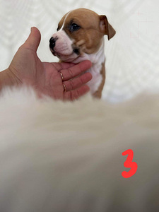 Amstaff (1 foto / 6)