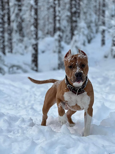 Amstaff (6 foto / 6)