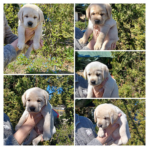 Щенки в поиске нового дома (1 фото из 6)