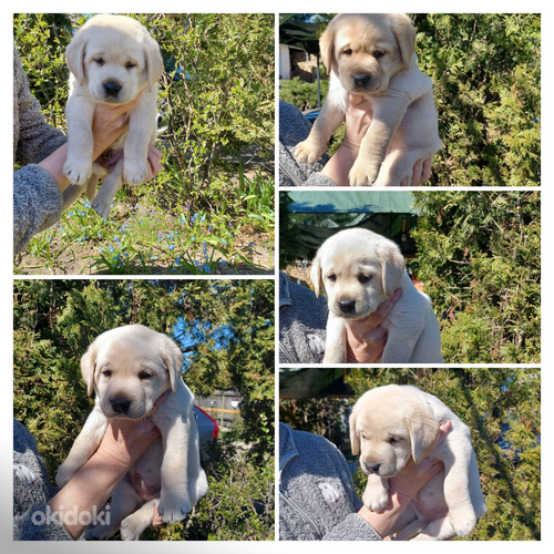 Щенки в поиске нового дома