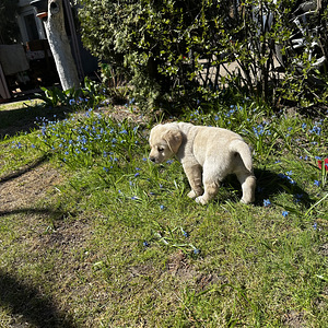 Щенки в поиске нового дома (2 фото из 6)