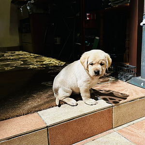 Щенки в поиске нового дома (4 фото из 6)