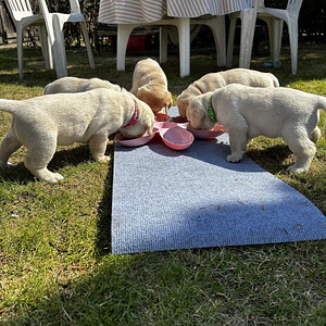 Щенки в поиске нового дома (6 фото из 6)