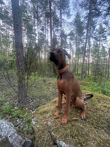 Etsitään loppuelämän kotia (3 valokuva sivusta 5)