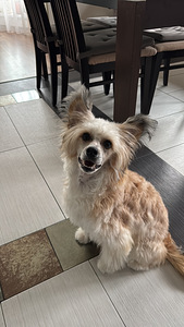 Ķīnas cekulainais zēns meklē draudzeni. (4 foto no 5)