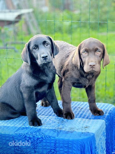 Labradora retrīvers (foto #2)