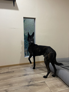 Новый отель для собак " Hermiona Home" (4 фото из 10)