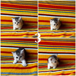 Котята. Scottish straight (2 фото из 2)