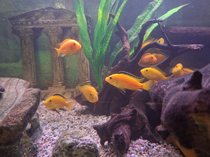 Рыбы- Желтые цихлиды (Labidochromis caeruleus) (2 фото из 2)