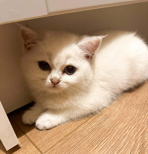 Söpöt kissanpennut (4 valokuva sivusta 9)