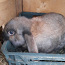 Продаются кролики французские веслоухие (фото #3)