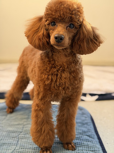 Narttu pentu Premium-luokan (6 valokuva sivusta 10)