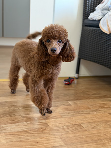 Narttu pentu Premium-luokan (9 valokuva sivusta 10)