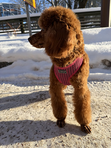 Narttu pentu Premium-luokan (10 valokuva sivusta 10)