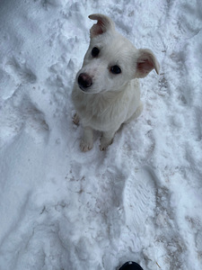 Ma annan koera ära (1 foto / 1)