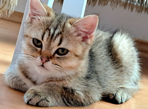 Шотландские котята. (4 фото из 5)