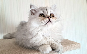 Шотландские котята. (2 фото из 5)