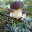 Kuivatatud seened-valge seened 2020a. (foto #3)
