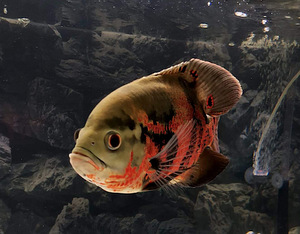 Oscar Astronotus ocellatus (20-25 cm) (1 foto / 1)