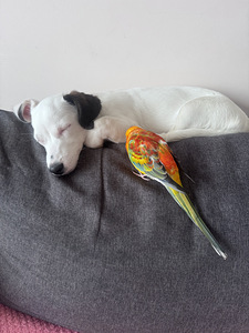 Kodu otsib 4 kuune paberiteta Jack Russelli kutsikas (1 foto / 1)