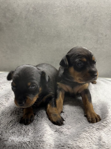 Venäjäntoyn pennut