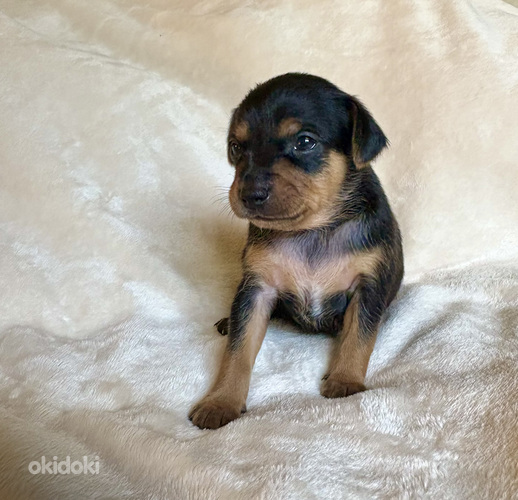 Venäjäntoyn pennut