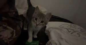 Tyttö kissanpentu (1 valokuva sivusta 1)