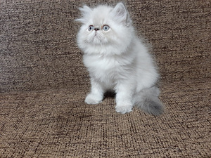 Kissa pentu