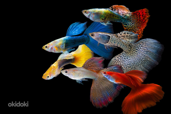 Ստուգել ձ և ծ տառերը որից հետո նայել նկարագրություն