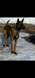 Malinoisi (4 valokuva sivusta 8)