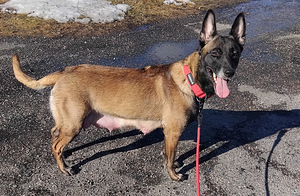 Malinoisi (5 valokuva sivusta 8)