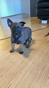 Malinoisi (7 valokuva sivusta 8)