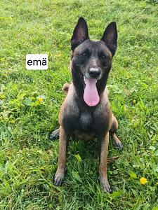 Malinois (4 valokuva sivusta 6)