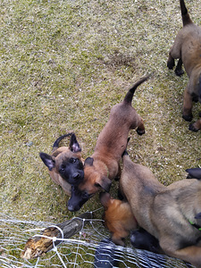Malinois pentuja (3 valokuva sivusta 4)