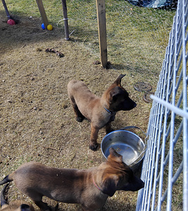 Malinoisi (2 valokuva sivusta 4)