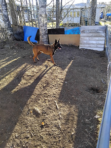 Malinoisi (4 valokuva sivusta 4)