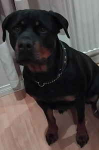 Rottweiler