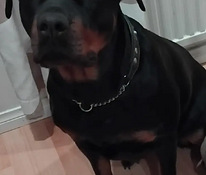 Rottweiler