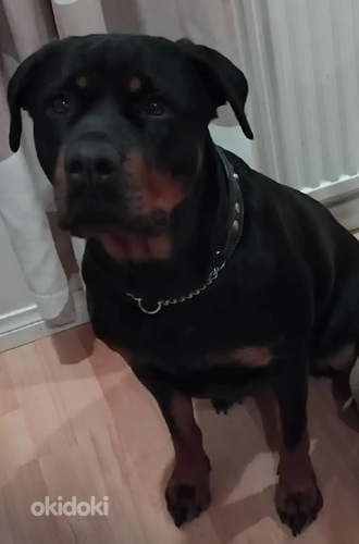 Rottweiler