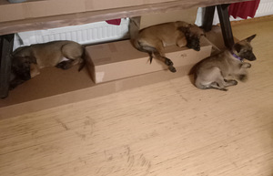 Malinois pennut (1 valokuva sivusta 4)