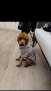 Villakoira (2 valokuva sivusta 2)